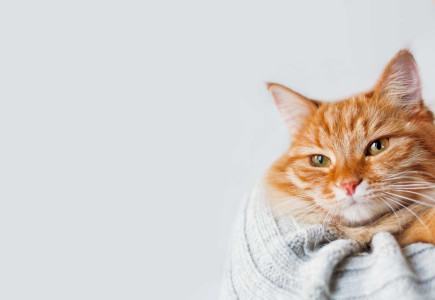 Flamingo Pet Products launches new sustainability report.