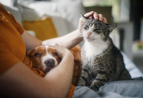 Pet Trends 2025: Insights from Belgium and Europe Pet Trends 2025: Insights from Belgium and Europe