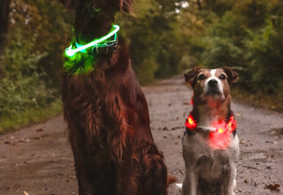 Veilig wandelen met je hond in de herfst: tips voor zichtbaarheid in het donker